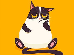 agosto mes de los gatos